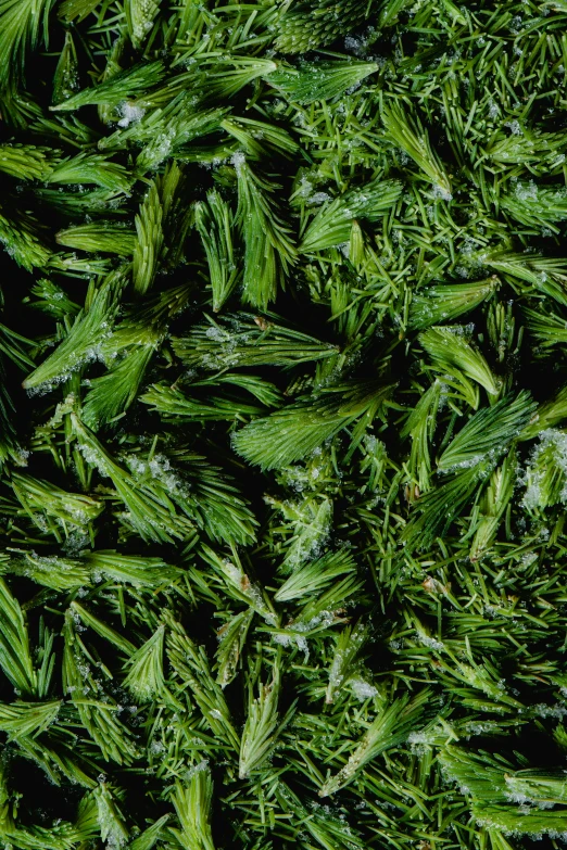 a close up of a bunch of green grass, an album cover, inspired by Patrick Dougherty, trending on pexels, process art, marijuana leaves ) wet, icey tundra background, plants allover, cedar