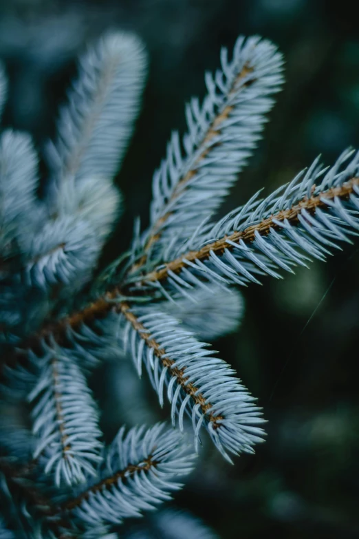 a close up of a pine tree branch, inspired by Elsa Bleda, trending on unsplash, blue gray, profile image, stacked image, multiple stories