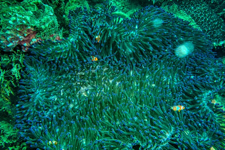 an image of a sea anemone in the ocean, by Emanuel Witz, pexels, precisionism, fish flocks, green and blue, dense thickets on each side, 🦩🪐🐞👩🏻🦳
