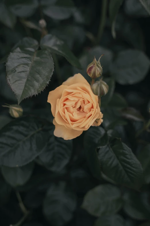 a yellow rose sitting on top of a lush green plant, inspired by Elsa Bleda, trending on unsplash, pale orange colors, alessio albi, low quality photo, made of flowers and leaves