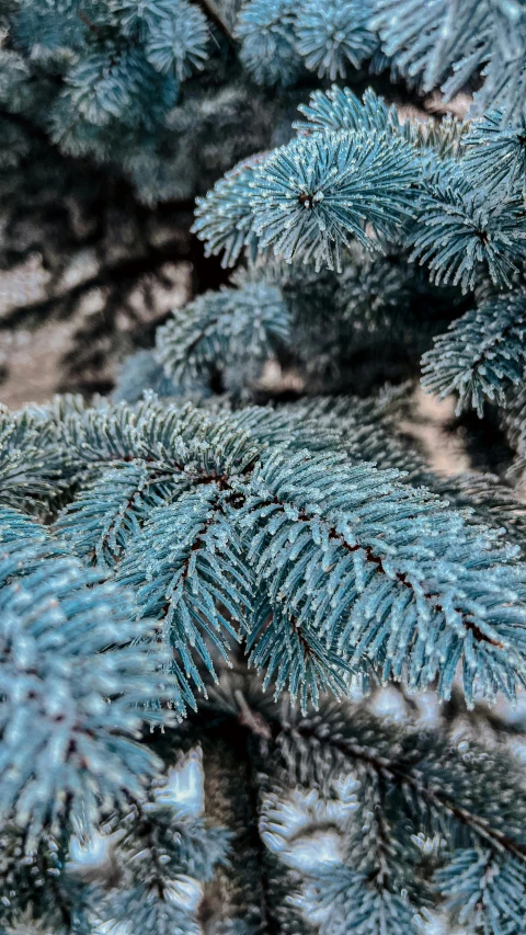 a close up of a blue pine tree, inspired by Arthur Burdett Frost, pexels, thumbnail, cosy, urban surroundings, high resolution photo