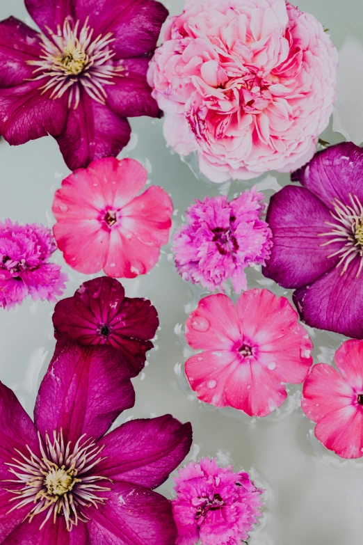 a bunch of flowers floating in a bowl of water, trending on unsplash, arabesque, rich deep pink, delicate garden on paper, loosely cropped, clematis theme banner