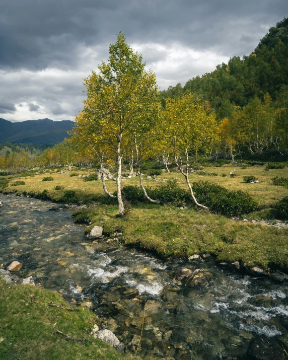 a stream running through a lush green forest, by Muggur, aspen grove in the background, photographed for reuters, sha xi, thumbnail