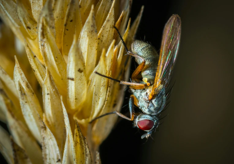 a close up of a fly on a plant, a macro photograph, by Jan Rustem, pexels contest winner, hurufiyya, a tall, red eyed, paul barson, silver insect legs