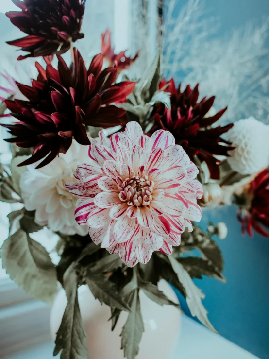 a vase of flowers sitting on a window sill, by Carey Morris, trending on unsplash, giant dahlia flower crown head, maroon and white, high angle close up shot, detailed product image