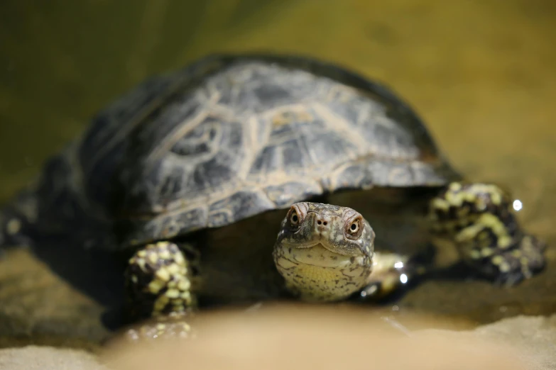 a close up of a turtle in a body of water, a portrait, ap news, fan favorite, taken in the late 2010s, sideways glance