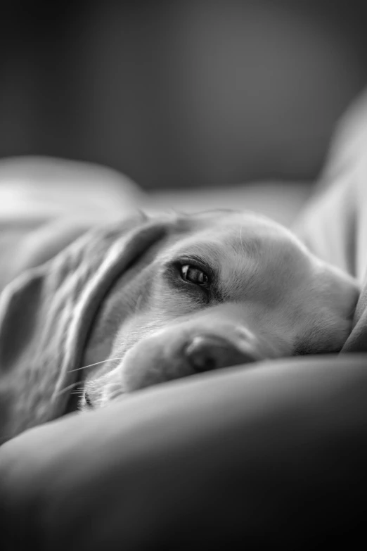 a black and white photo of a dog laying on a couch, by Dave Melvin, dreamy eyes, cute beagle, morning detail, white labrador retriever face