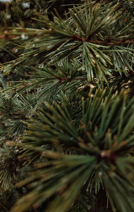 a man riding a snowboard on top of a snow covered slope, pexels, renaissance, evergreen branches, high detail 4 k, christmas tree, cinestill 800t 50mm eastmancolor