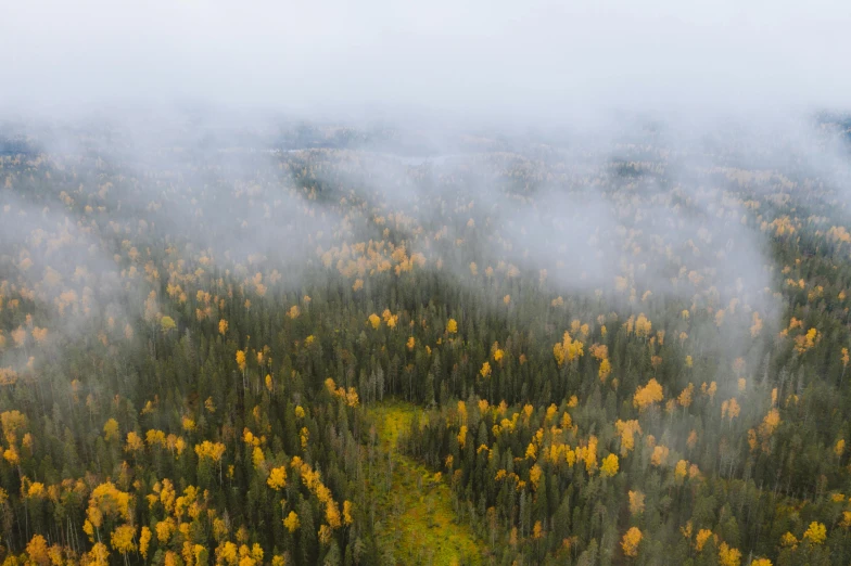 a forest filled with lots of trees covered in fog, by Jaakko Mattila, hurufiyya, yellow clouds, a high angle shot, grey, autum