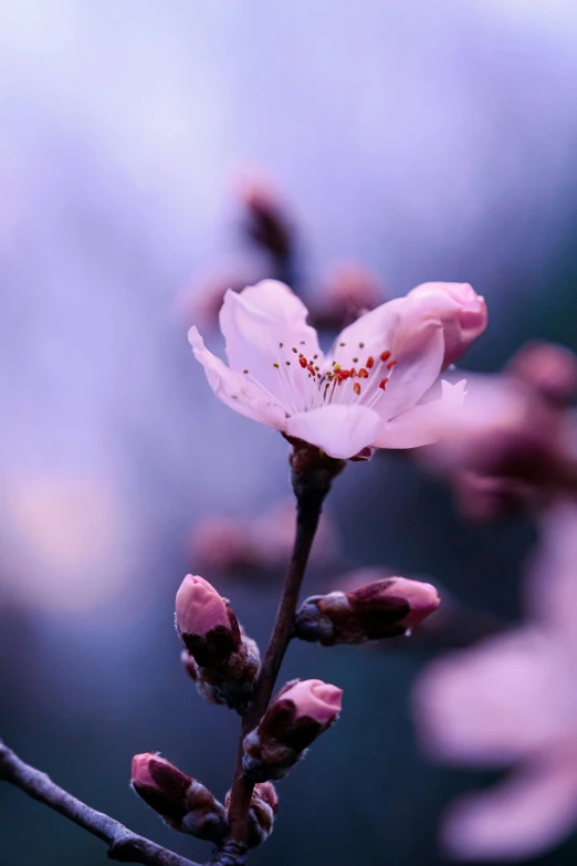 a close up of a flower on a branch, by Niko Henrichon, trending on unsplash, romanticism, paul barson, almond blossom, pink mist, today\'s featured photograph 4k