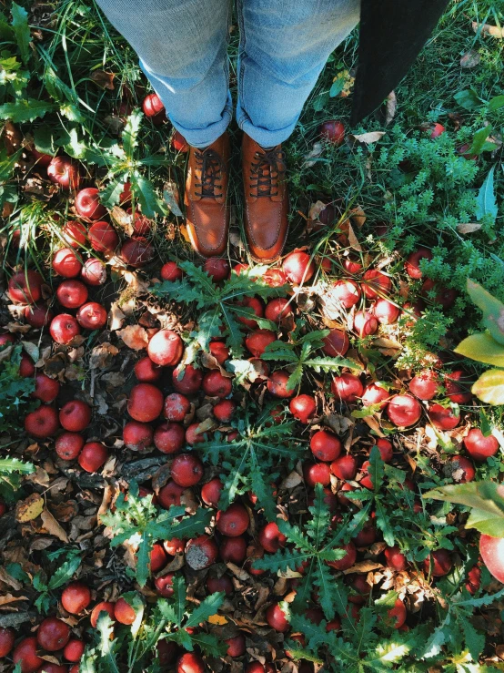 a person standing in the middle of a pile of apples, by Jessie Algie, unsplash contest winner, land art, red boots, amongst foliage, 🎀 🧟 🍓 🧚, a high angle shot