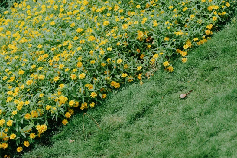 a bunch of yellow flowers sitting on top of a lush green field, unsplash, naive art, kodak portra 400 film, botanical garden, bed of flowers on floor, sasai ukon masanao