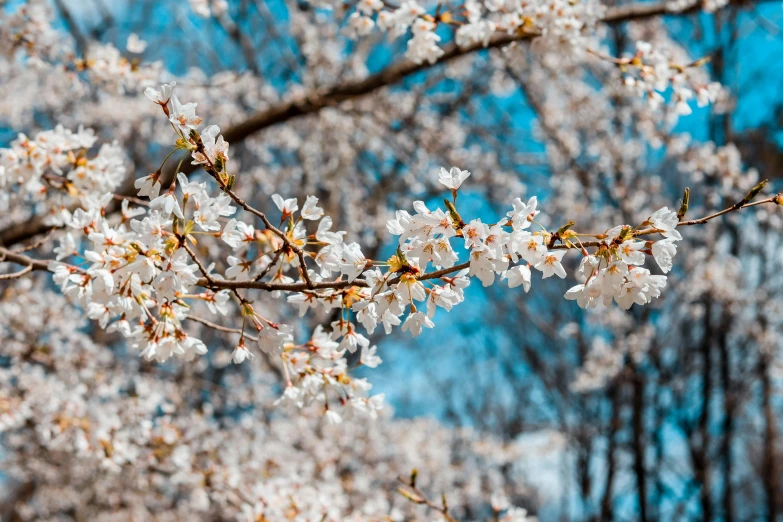 a bunch of white flowers on a tree, pexels contest winner, thumbnail, sakura season dynamic lighting, blue, instagram post