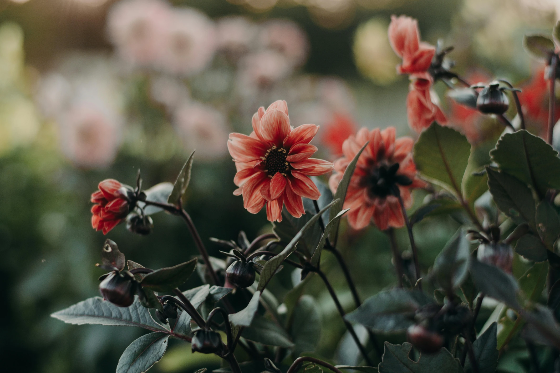 a bunch of red flowers sitting on top of a lush green field, unsplash, romanticism, black and terracotta, dahlias, in muted colours, parks and gardens