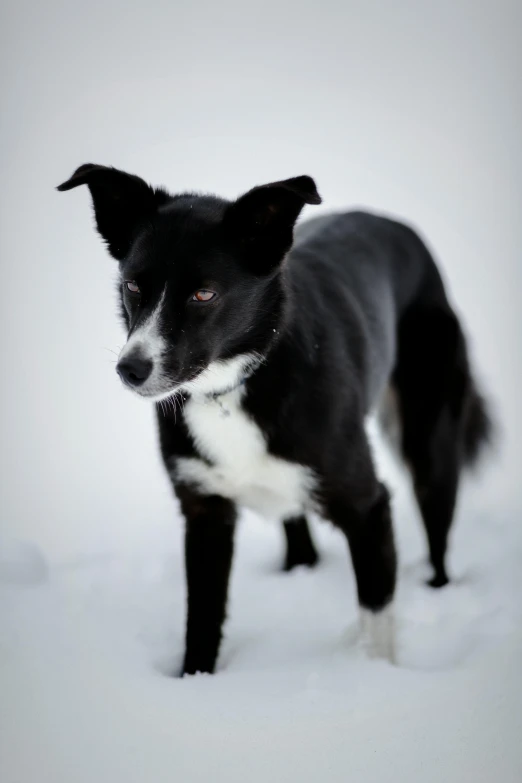 a black and white dog standing in the snow, by Terese Nielsen, nina tryggvadottir, close - up portrait shot, aussie, multiple stories