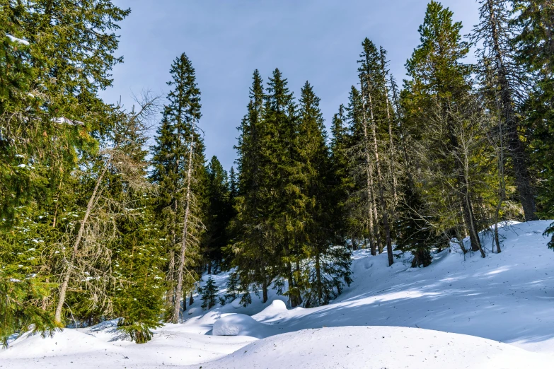 a man riding a snowboard down a snow covered slope, by Thomas Häfner, pexels contest winner, les nabis, spruce trees on the sides, 1 4 9 3, panorama, lot of trees