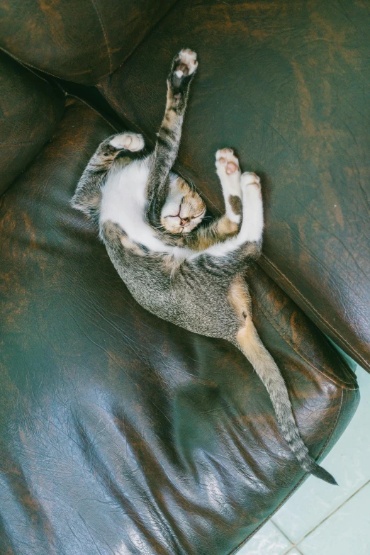 a cat that is laying down on a couch, pexels contest winner, arabesque, contorted limbs, top-down shot, furniture overturned, arms out