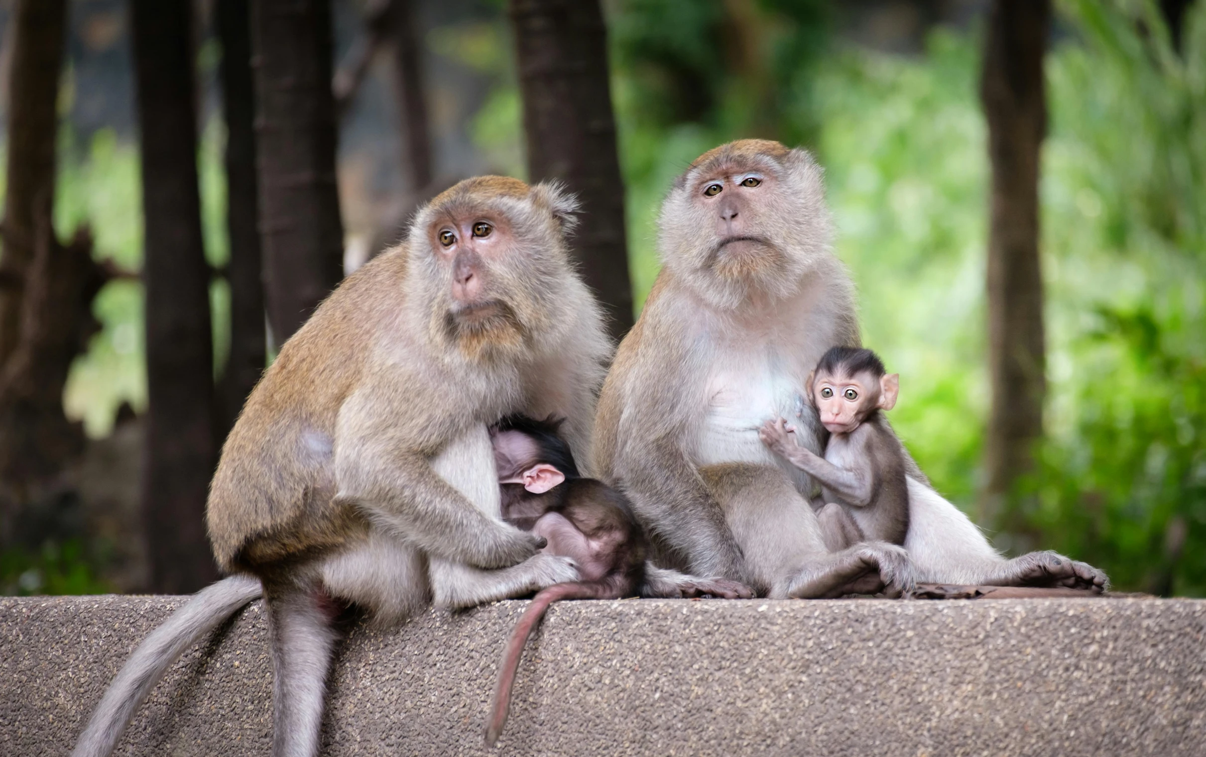 a group of monkeys sitting on top of a stone wall, a portrait, by Basuki Abdullah, shutterstock, pregnant, singapore, thumbnail, 1 2 9 7