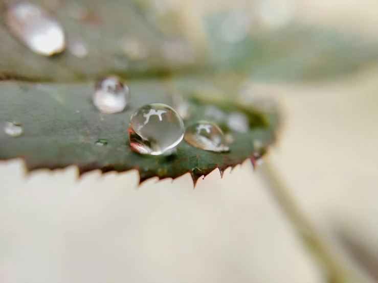 a close up of a leaf with water droplets on it, a macro photograph, unsplash, on a mini world, grey, made of crystal, gentle mists