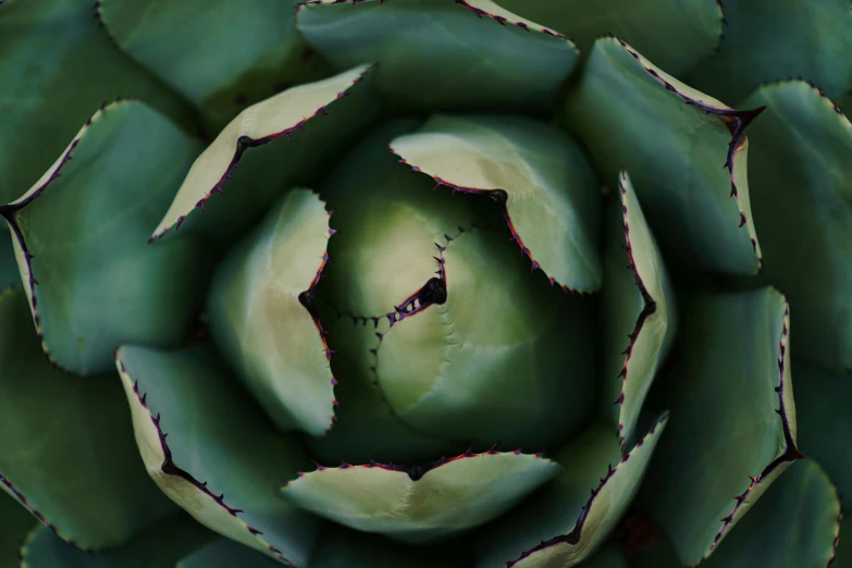 a close up view of a green plant