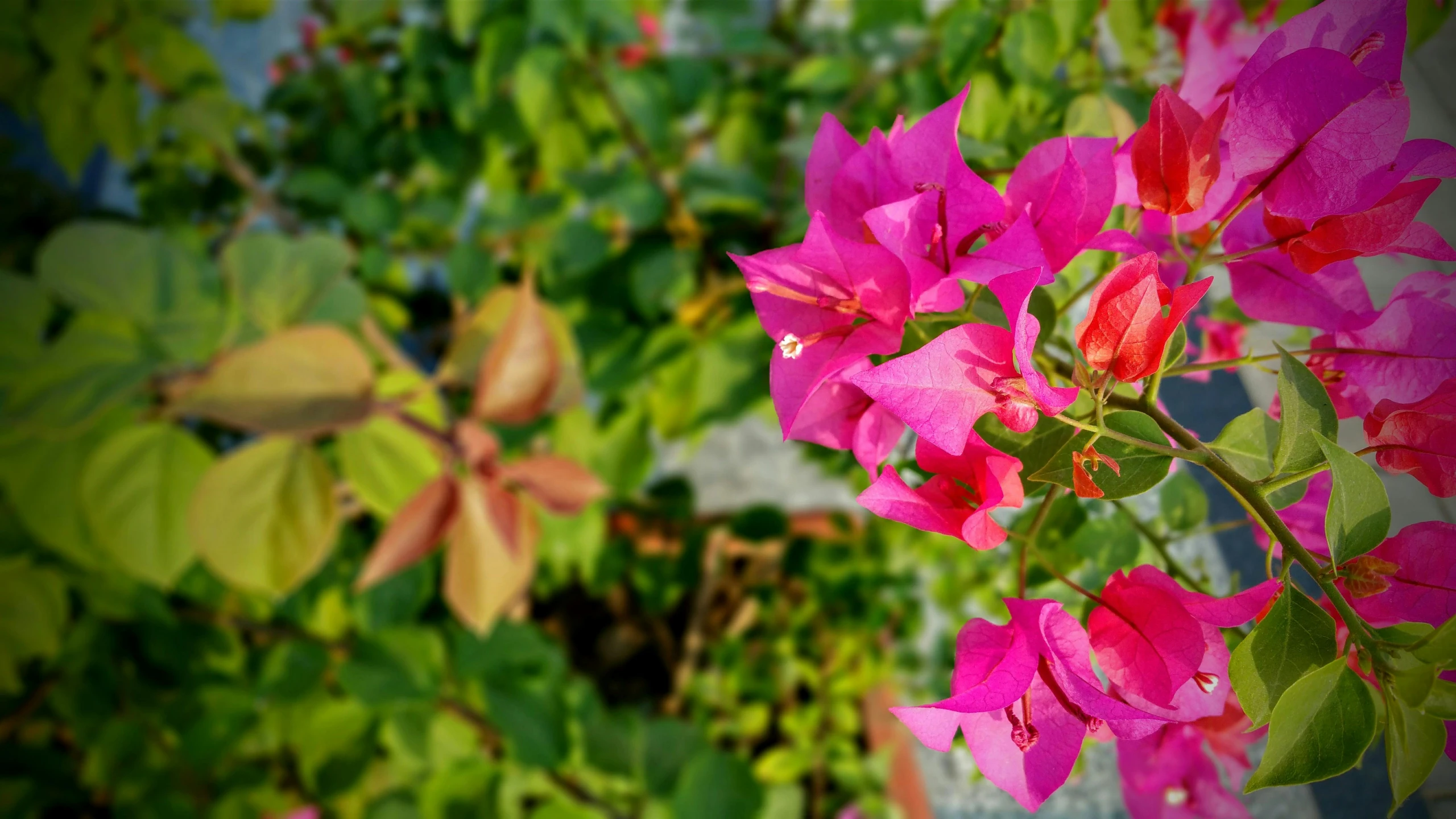 a close up of a bunch of pink flowers, by Sam Dillemans, unsplash, bougainvillea, background image, green and red plants, phone photo