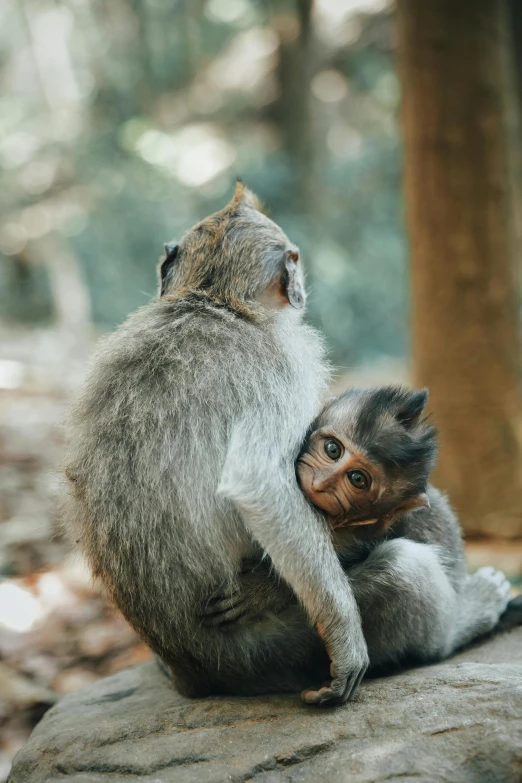 a couple of monkeys sitting on top of a rock, pexels contest winner, sumatraism, babies in her lap, bali, grey, on a canva