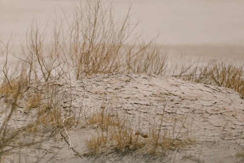 a bird sitting on top of a dry grass covered hill, by Carey Morris, unsplash, australian tonalism, half submerged in heavy sand, icey tundra background, background image, wet amphibious skin