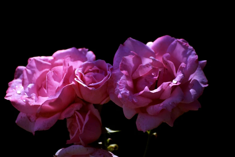 two pink roses against a black background, an album cover, pexels, afternoon sunshine, purple, high quality picture, instagram picture