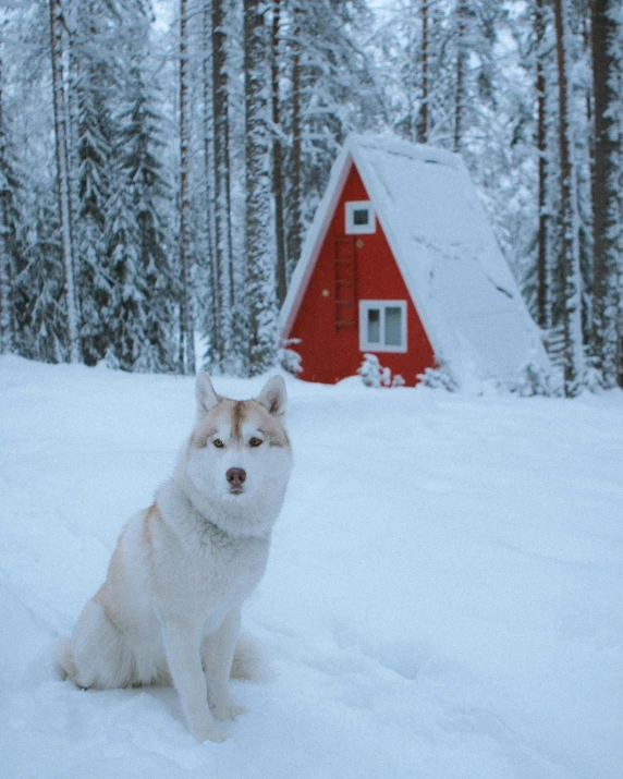 a dog that is sitting in the snow, a picture, pexels contest winner, small scandinavian!!! houses, red and white color scheme, 🌲🌌, tiny house