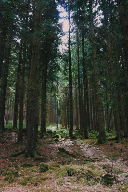 a forest filled with lots of tall trees, inspired by Thomas Struth, unsplash, germany. wide shot, ((trees)), 8k cinematic shot, portra 8 0 0 ”