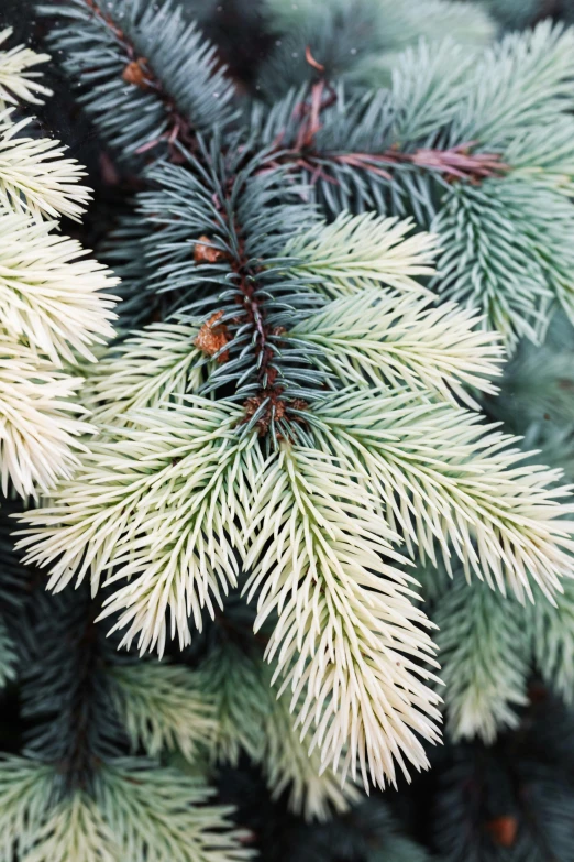 a close up of a pine tree with white needles, baroque, silver mist, prussian blue, frosty breath, albino dwarf