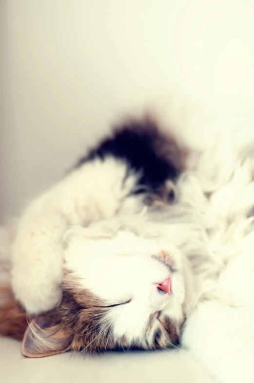 a cat that is laying down on its back, a picture, unsplash, furry art, overexposed photograph, demur, ahri, :: nixri