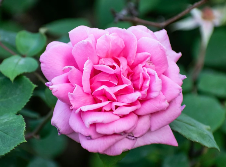 a close up of a pink rose with green leaves, inspired by Jane Nasmyth, unsplash, renaissance, ((pink)), lush surroundings, no cropping, purple