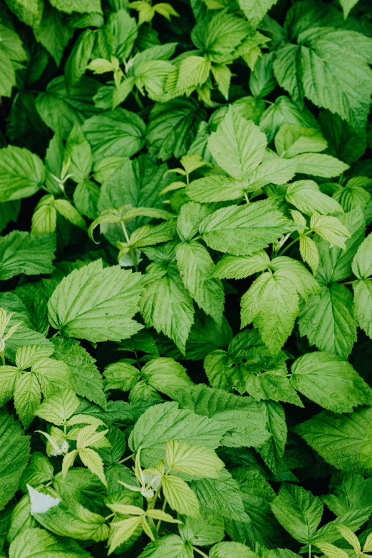 a close up of a bunch of green leaves, inspired by Elsa Bleda, unsplash, chewing tobacco, mint, full frame image, raspberry