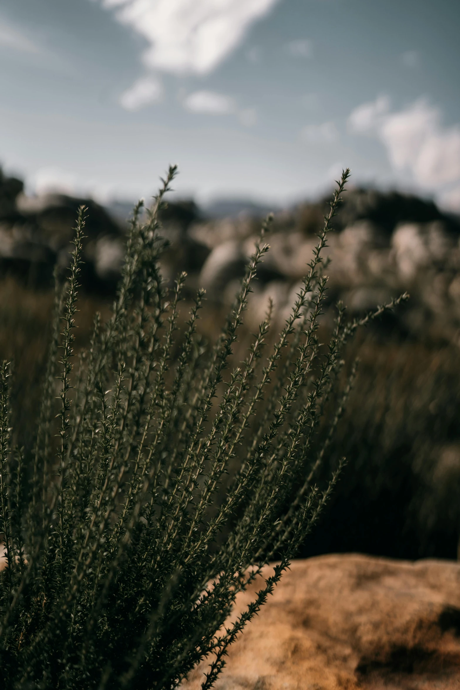 a bush in the middle of a desert, by Anna Boch, unsplash, grassy stones, soft light from the side, herbs, low quality photo