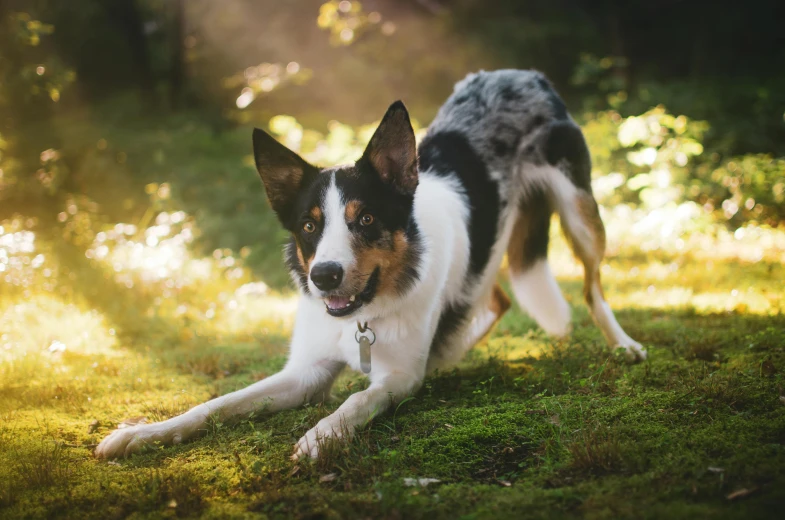 a dog that is laying down in the grass, a portrait, pexels contest winner, aussie, bending down slightly, spot lit, enjoying a stroll in the forest