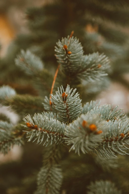 a close up of a pine tree branch, by Andrew Domachowski, trending on unsplash, blue gray, cozy environment, colorado, celebration