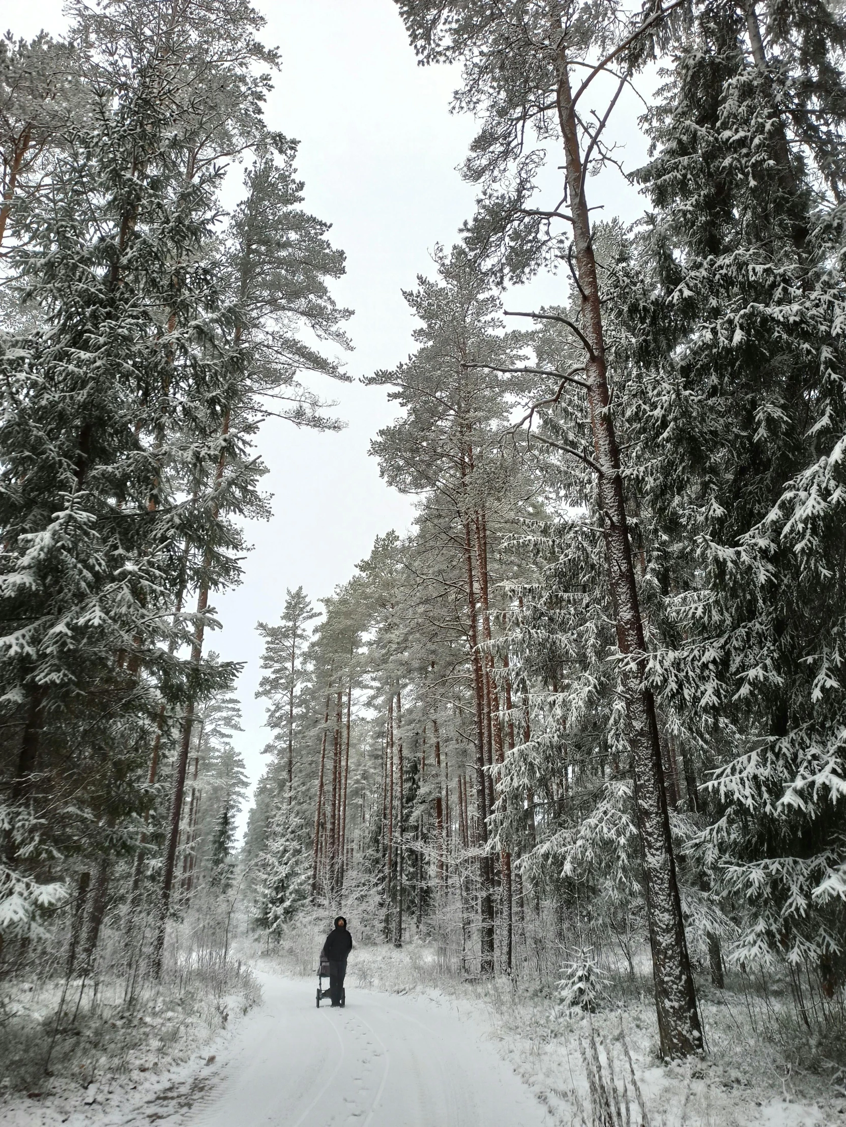 a person standing in the middle of a snow covered forest, 1km tall, photograph, phone photo, 8k))