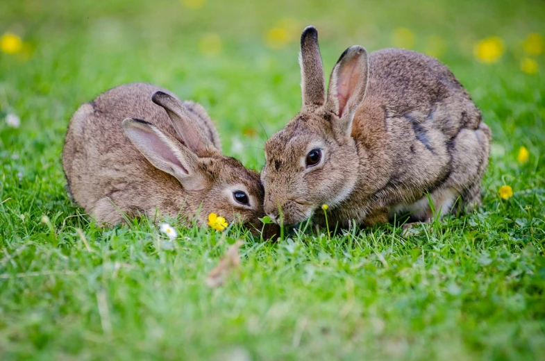 a couple of rabbits sitting on top of a lush green field, avatar image