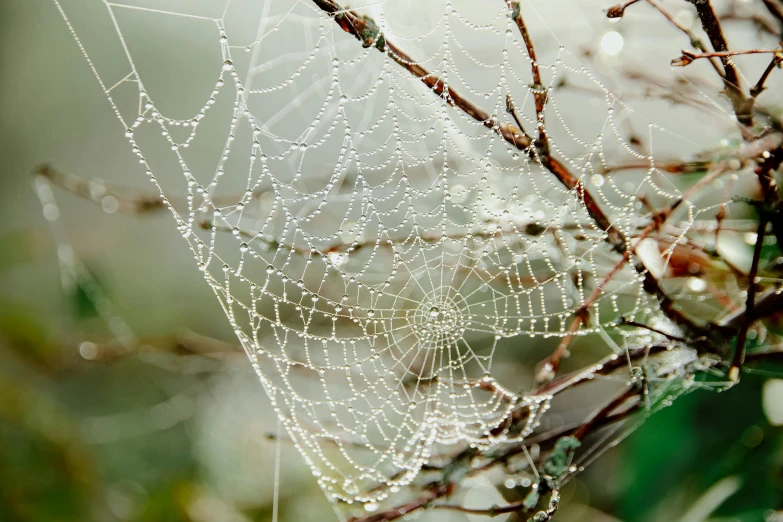 a spider web with water droplets on it, inspired by Elsa Bleda, unsplash, net art, silver，ivory, 🦩🪐🐞👩🏻🦳, delightful surroundings, branching