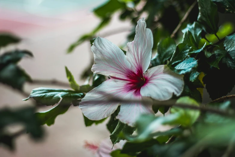 a close up of a flower on a tree, a photo, trending on unsplash, hurufiyya, hibiscus, white and pink, indoor picture, porcelain skin ”