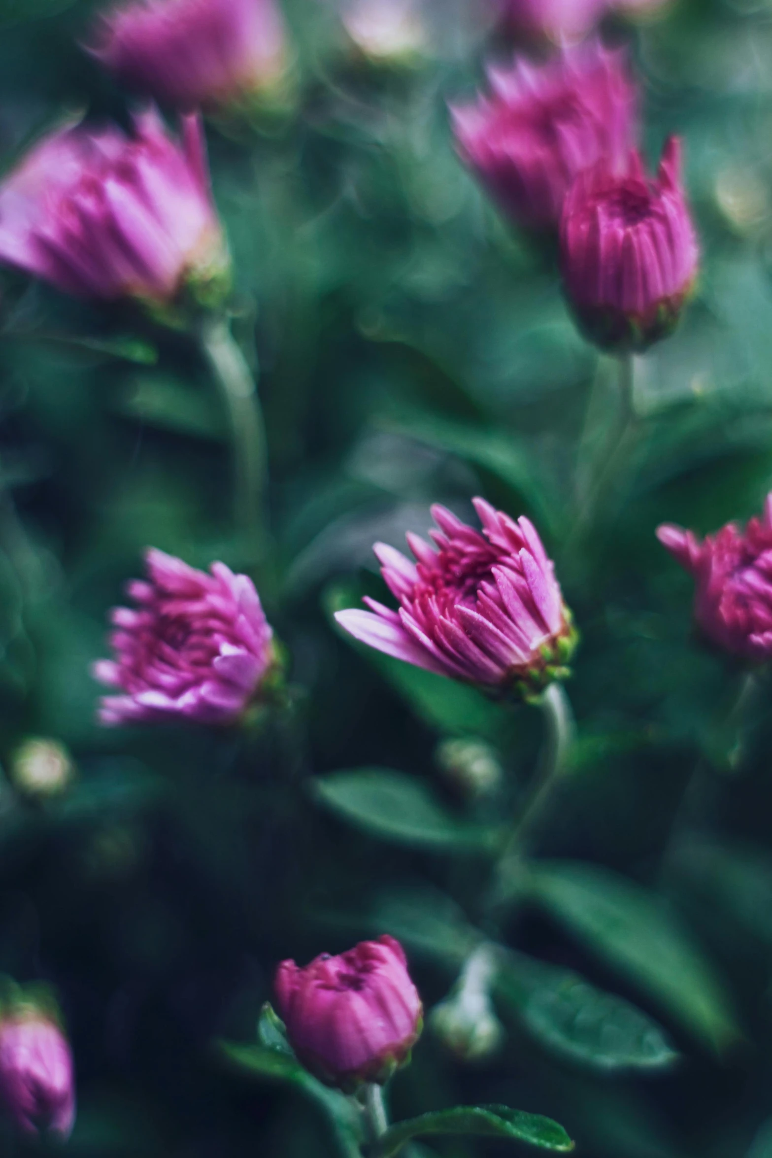 a bunch of pink flowers sitting on top of a lush green field, inspired by Elsa Bleda, trending on unsplash, romanticism, chrysanthemum eos-1d, purple, detail shot, detailed color scan”