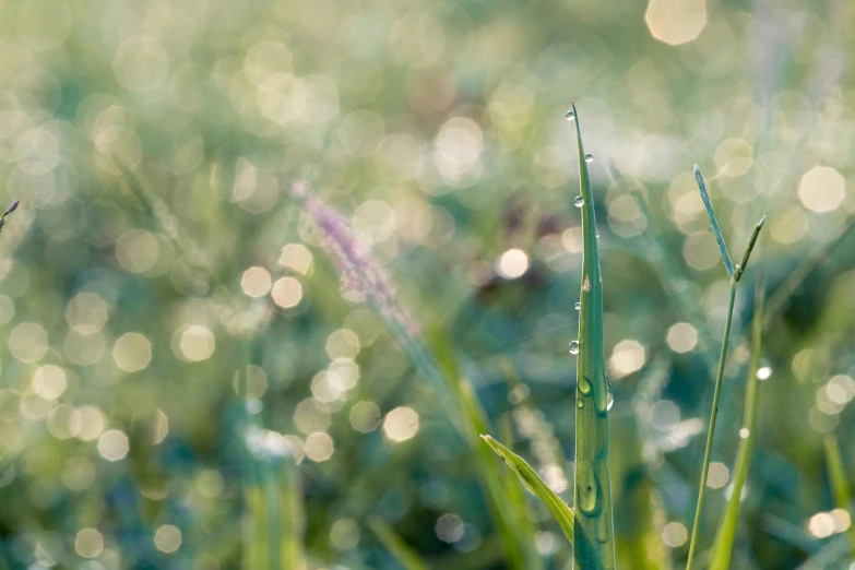 a close up of some grass with water droplets, by Niko Henrichon, unsplash, soft bokeh, paul barson, morning haze, lawns