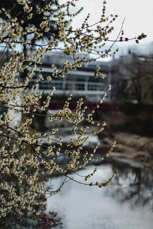 a tree with white flowers next to a body of water, a picture, unsplash, visual art, building along a river, buds, cornell, full frame image