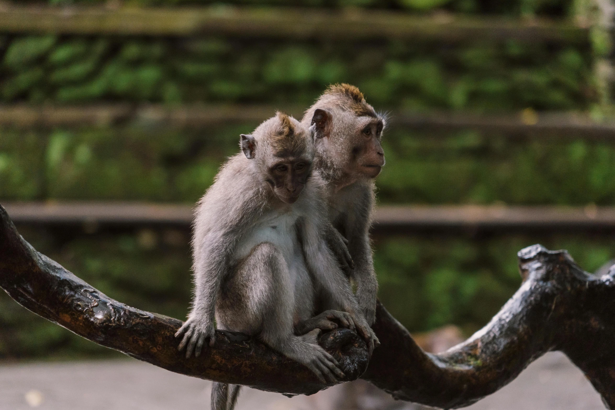 a couple of monkeys sitting on top of a tree branch, pexels contest winner, bali, fan favorite, grey, modern