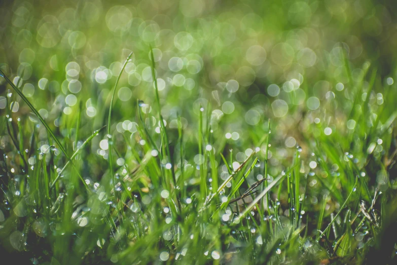 the grass is covered with water droplets, by Niko Henrichon, pixabay, instagram post, background image, dazzling lights, springtime morning