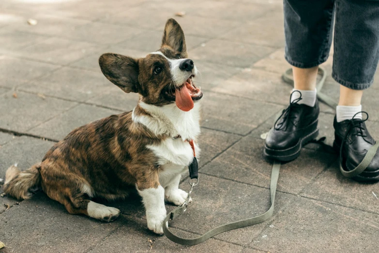 a brown and white dog sitting on a leash next to a person, pexels contest winner, corgi, walkable, thumbnail, talking