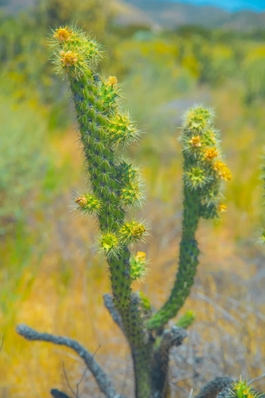 a close up of a cactus plant in a field, by Linda Sutton, romanticism, some yellow green and blue, tall thin, spiralling bushes, desert flowers