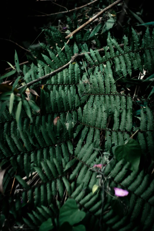 a red fire hydrant sitting on top of a lush green forest, an album cover, inspired by Elsa Bleda, hurufiyya, psychedelic fern, photography ultrafine detail, large leaves, 2010s