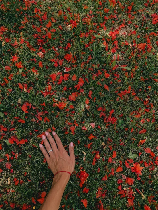 a person laying in a field of red flowers, inspired by Elsa Bleda, pexels contest winner, color field, perfect hands, made of leaves, low quality photo, confetti